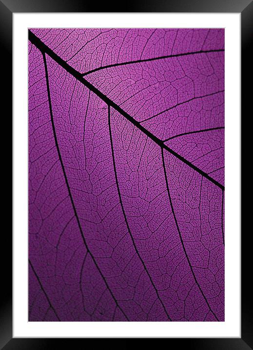 Veins Of Leaf Purple Framed Mounted Print by David Watts