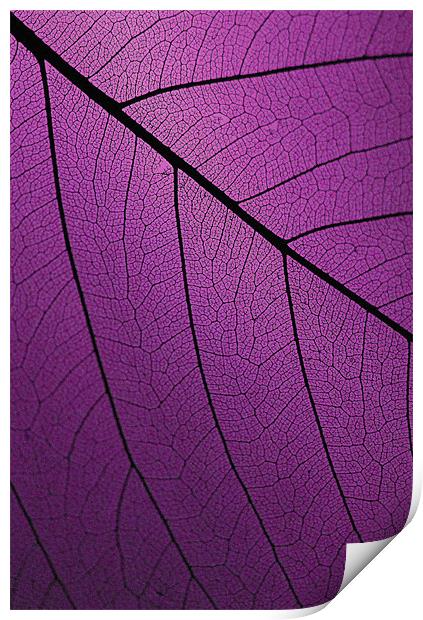 Veins Of Leaf Purple Print by David Watts