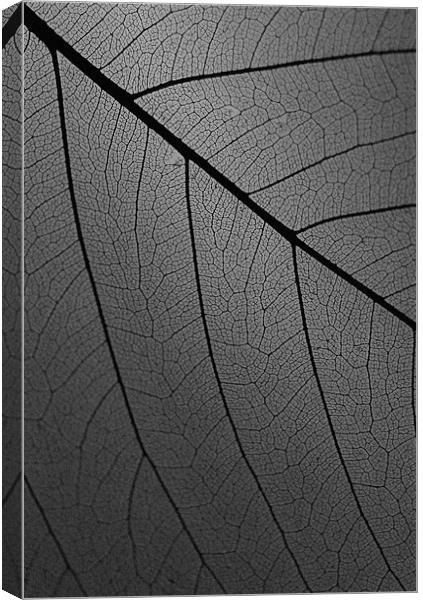 Veins Of Leaf Charcoal Canvas Print by David Watts