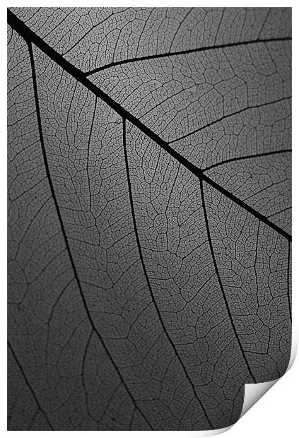 Veins Of Leaf Charcoal Print by David Watts