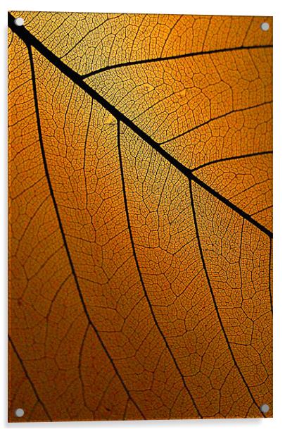 Veins Of Leaf Auburn Acrylic by David Watts