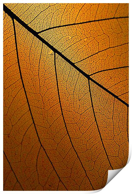 Veins Of Leaf Auburn Print by David Watts