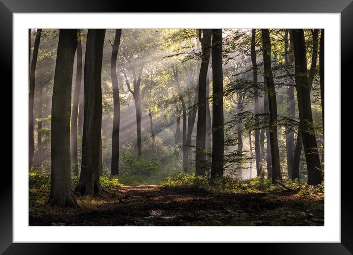 October Morning Woodlands Framed Mounted Print by Ceri Jones