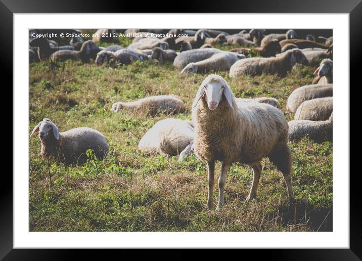 Sheep Framed Mounted Print by Stockfoto art
