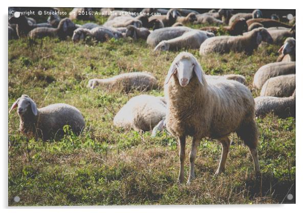 Sheep Acrylic by Stockfoto art
