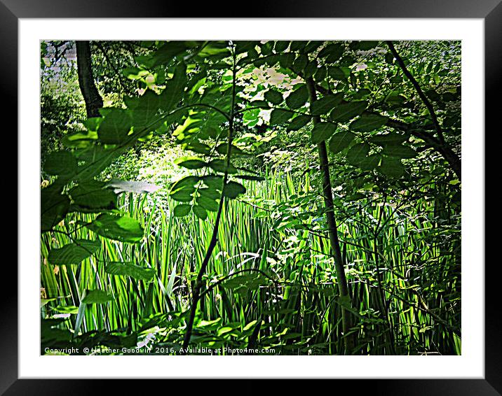 Insects Eye View. Framed Mounted Print by Heather Goodwin