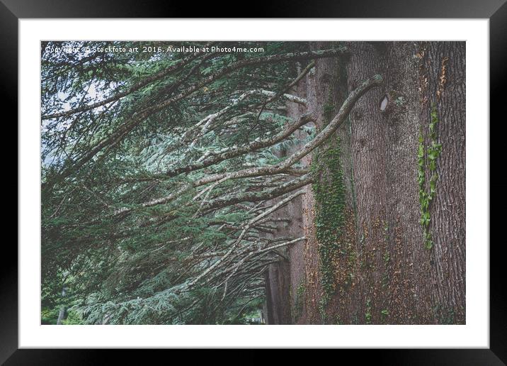 Big Old Cedar Trees Framed Mounted Print by Stockfoto art