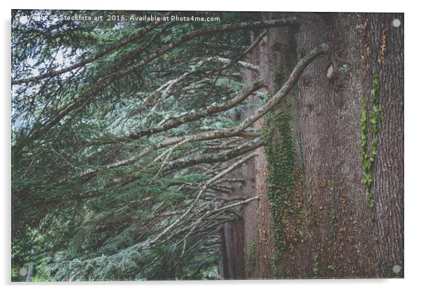 Big Old Cedar Trees Acrylic by Stockfoto art