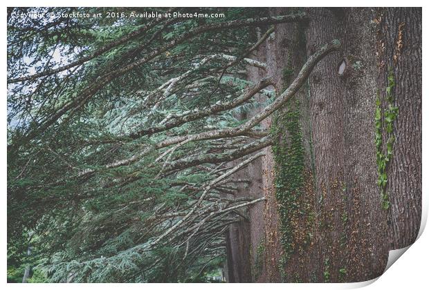 Big Old Cedar Trees Print by Stockfoto art