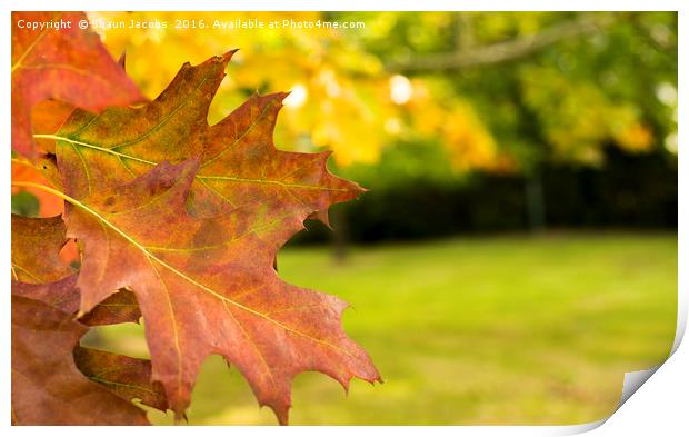 Autumn leaves  Print by Shaun Jacobs
