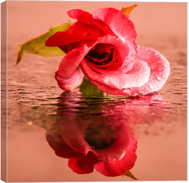 A wet rose Canvas Print by Indranil Bhattacharjee