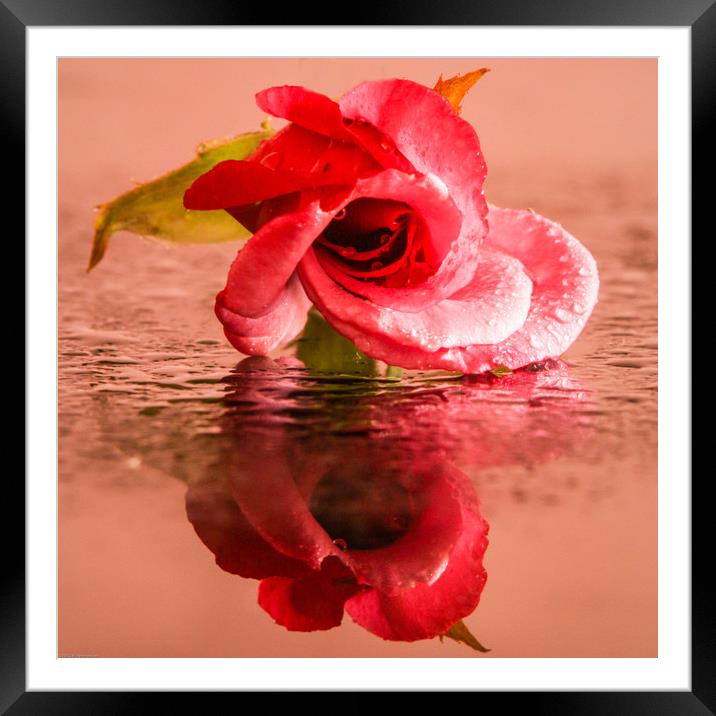 A wet rose Framed Mounted Print by Indranil Bhattacharjee