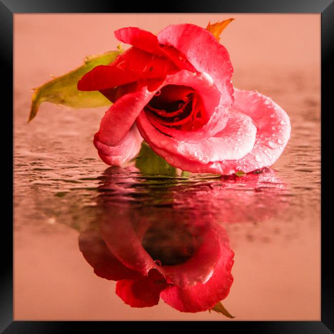 A wet rose Framed Print by Indranil Bhattacharjee