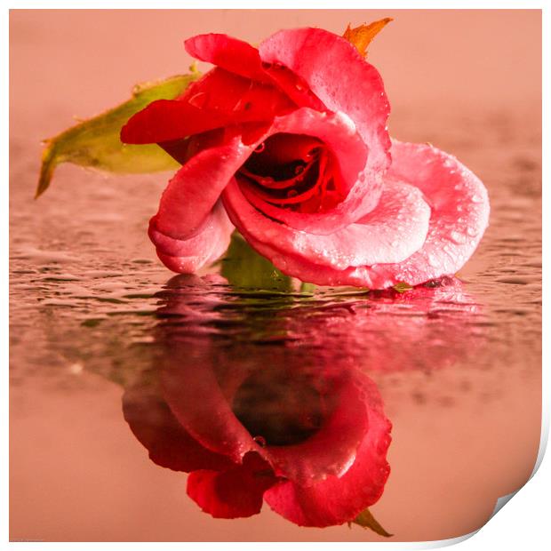 A wet rose Print by Indranil Bhattacharjee