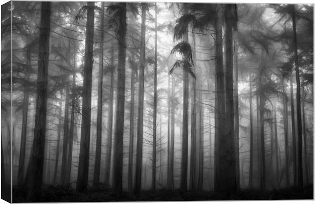 Pine Woodlands Canvas Print by Ceri Jones