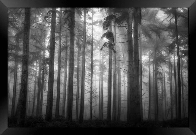 Pine Woodlands Framed Print by Ceri Jones