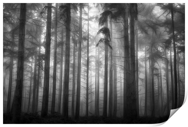 Pine Woodlands Print by Ceri Jones