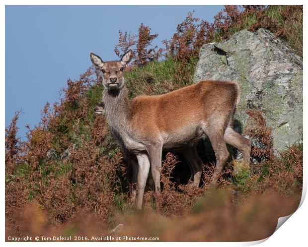 Red deer fawn Print by Tom Dolezal