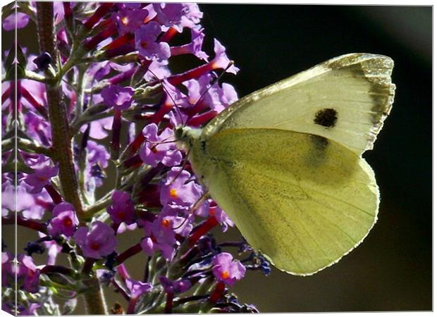 Cabbage White - Macro Canvas Print by Donna Collett