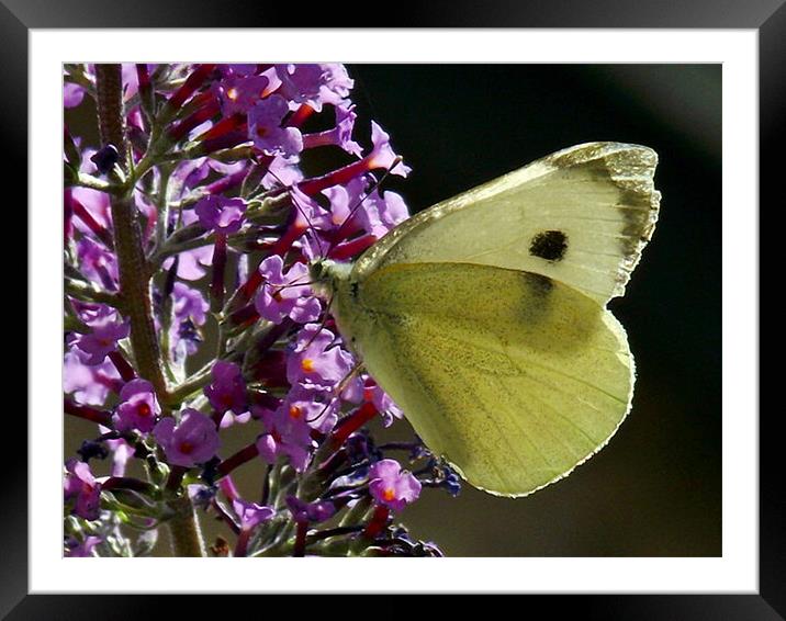 Cabbage White - Macro Framed Mounted Print by Donna Collett