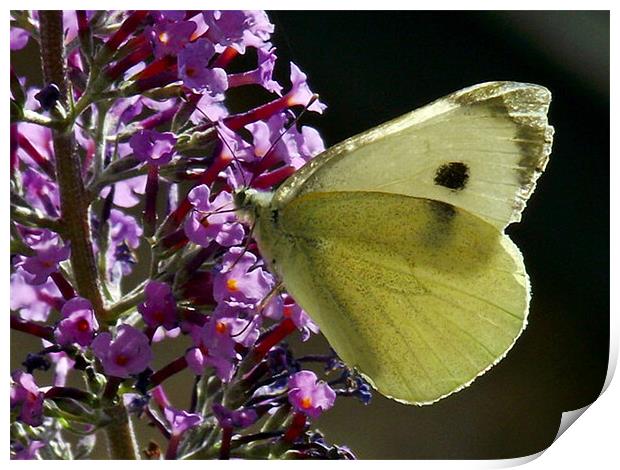Cabbage White - Macro Print by Donna Collett