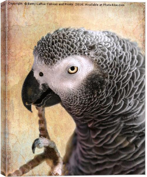 African Gray parrot portrait Canvas Print by Betty LaRue