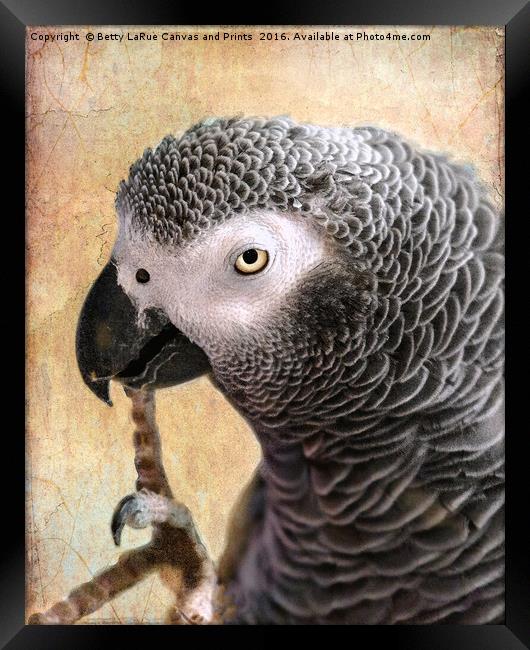 African Gray parrot portrait Framed Print by Betty LaRue