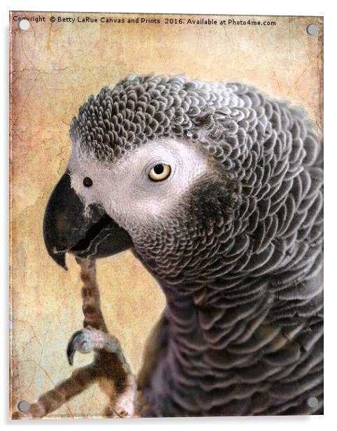 African Gray parrot portrait Acrylic by Betty LaRue