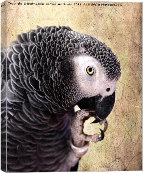African Gray parrot   Canvas Print by Betty LaRue