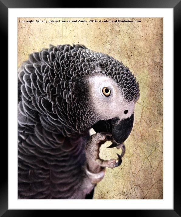 African Gray parrot   Framed Mounted Print by Betty LaRue