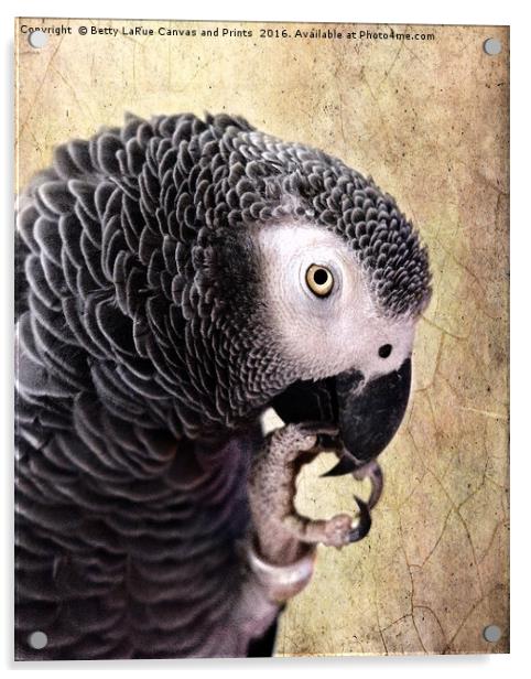 African Gray parrot   Acrylic by Betty LaRue