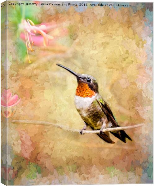Just Visiting  Canvas Print by Betty LaRue