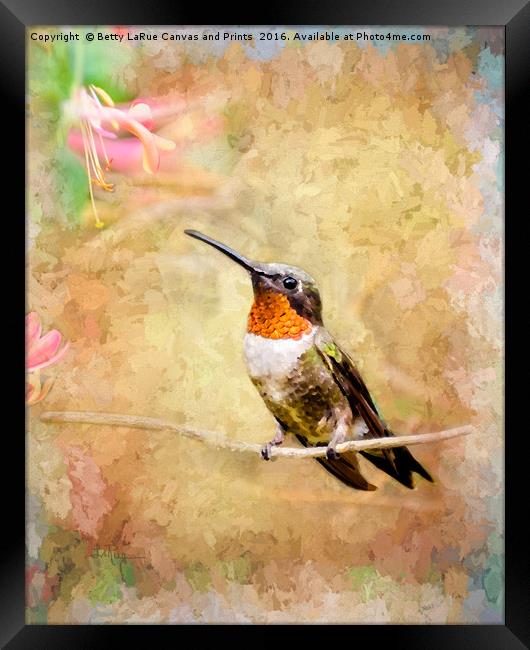 Just Visiting  Framed Print by Betty LaRue
