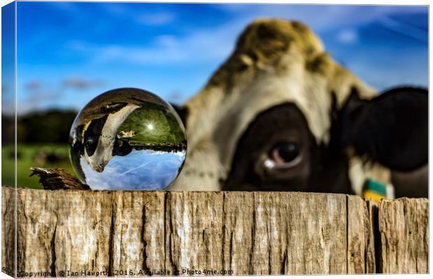 From Grass to Glass 3 - What You Looking At Canvas Print by Ian Haworth