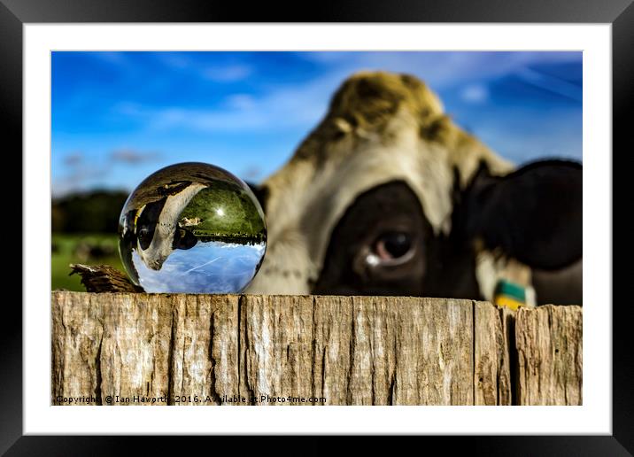 From Grass to Glass 3 - What You Looking At Framed Mounted Print by Ian Haworth