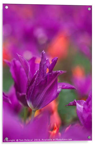 Burgundy tulip Acrylic by Tom Dolezal