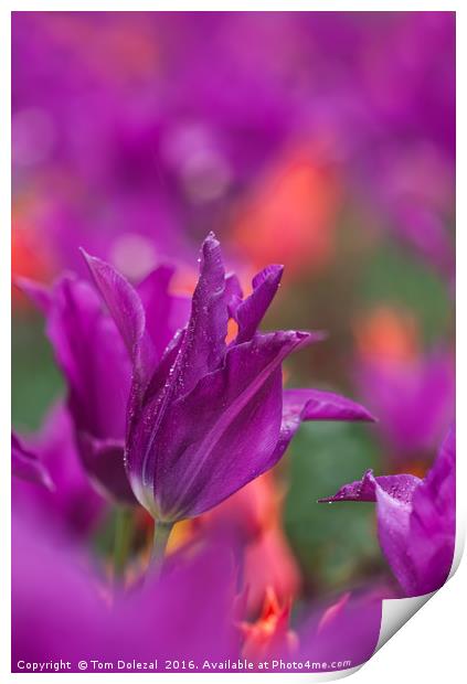 Burgundy tulip Print by Tom Dolezal