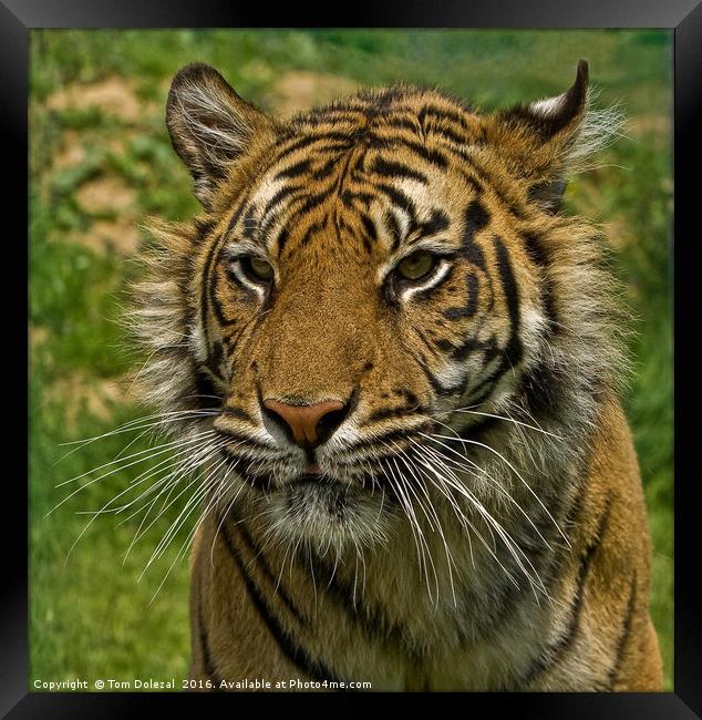 Amur tiger portrait Framed Print by Tom Dolezal