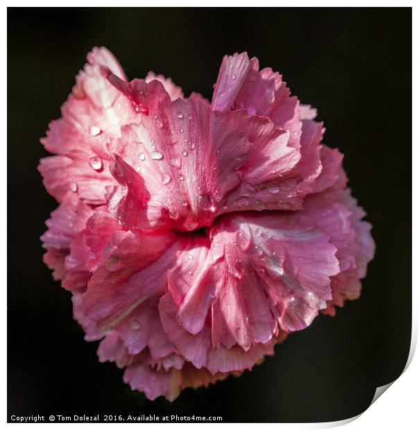Carnation dew Print by Tom Dolezal