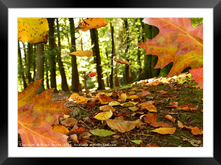 Autumn leaves Framed Mounted Print by Shaun Jacobs