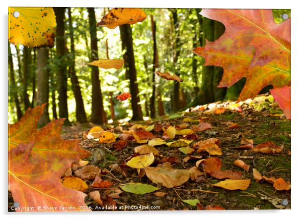 Autumn leaves Acrylic by Shaun Jacobs