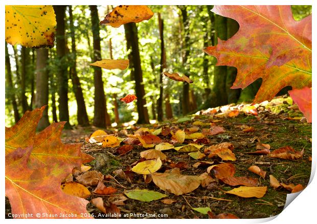 Autumn leaves Print by Shaun Jacobs