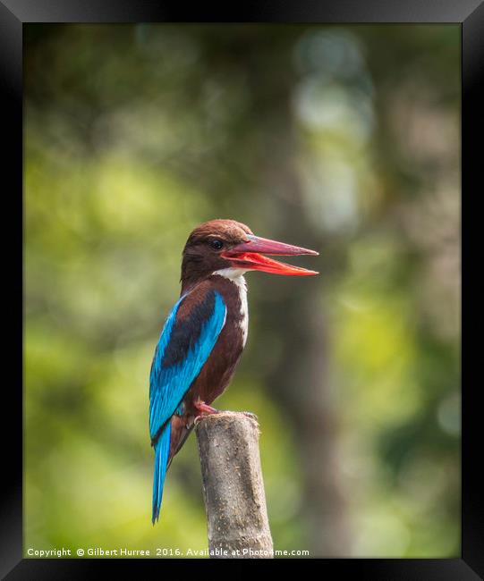 Sri Lankan Kingfisher: Island's Kaleidoscopic Jewe Framed Print by Gilbert Hurree