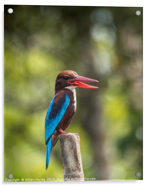 Sri Lankan Kingfisher: Island's Kaleidoscopic Jewe Acrylic by Gilbert Hurree