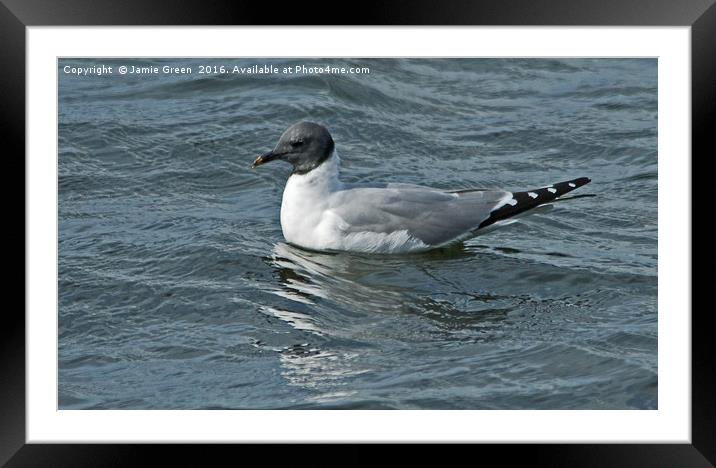 Sabine's Gull Framed Mounted Print by Jamie Green