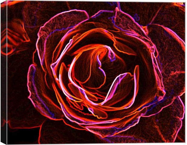 Rosy Glow. Canvas Print by K. Appleseed.