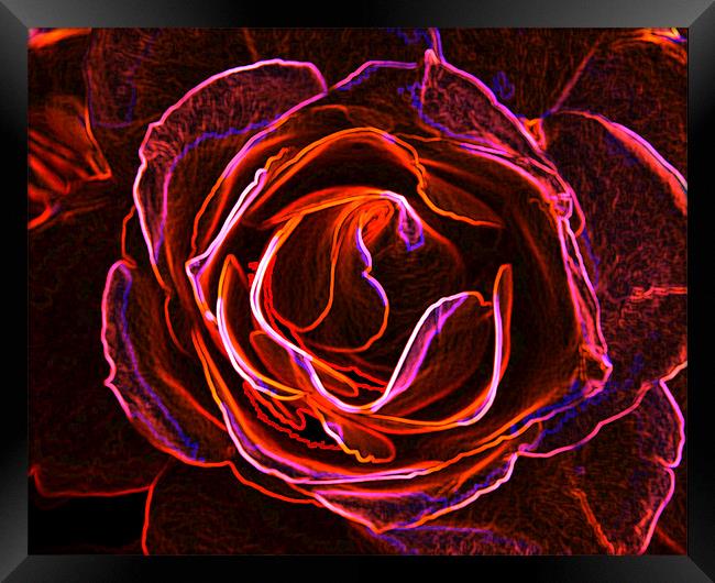 Rosy Glow. Framed Print by K. Appleseed.