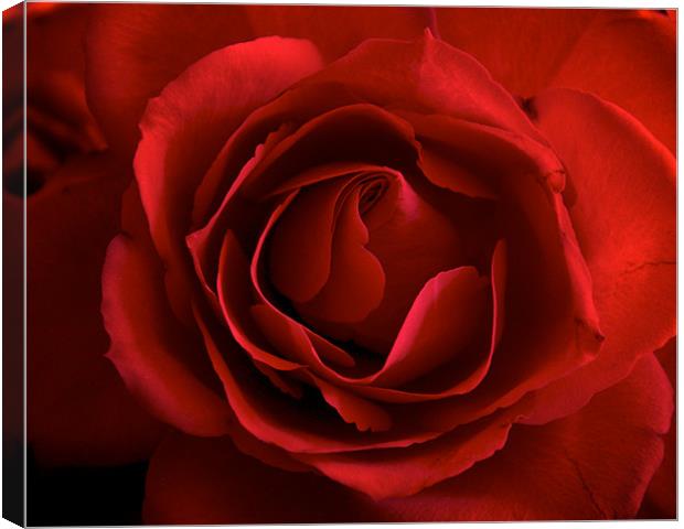 The Perfect Red Rose for Love. Canvas Print by K. Appleseed.