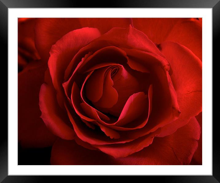 The Perfect Red Rose for Love. Framed Mounted Print by K. Appleseed.