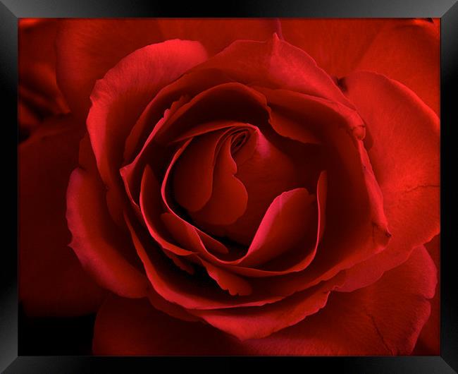 The Perfect Red Rose for Love. Framed Print by K. Appleseed.